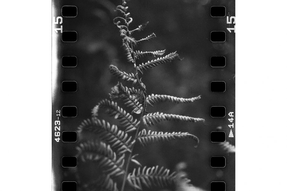 Loris Faé photographe Val d'Oise - 35mm in mamiya c220